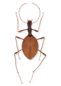 Leptodirus hochenwartii