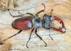 Lucanus cervus