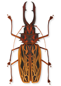 Macrodontia cervicornis