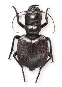 Manticora latipennis