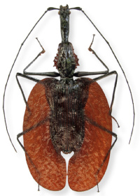 Mormolyce phyllodes