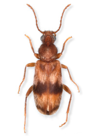 Notoxus calcaratus