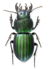 Pasimachus subangulatus