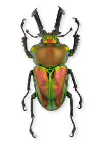 Phalacrognathus muelleri