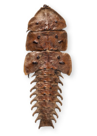 Platerodrilus korinchianus