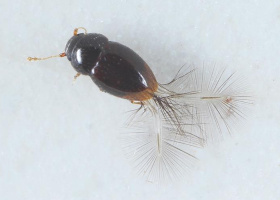 Ptenidium formicetorum