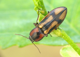 Selatosomus cruciatus