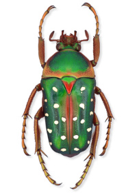 Stephanorrhina guttata