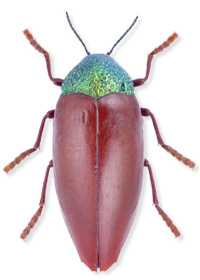 Sternocera chrysis