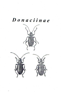 Obálka Donaciinae