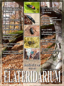 elateridarium 2018 17 m