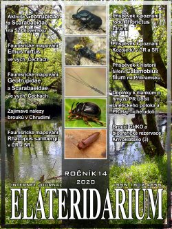 elateridarium 2020 19 m