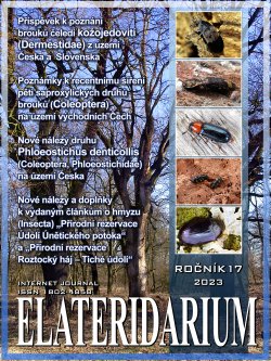 elateridarium 2023 23 m