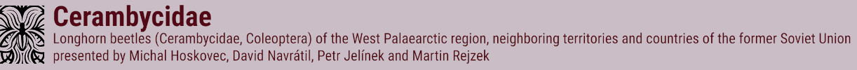 Cover of Cerambycidae (Michal Hoskovec a kol.)