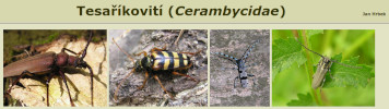 Cover of Tesaříkovití (Cerambycidae)