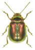 Cover of Chrysomelidae: The Leaf Beetles of Europe and the Mediterranean Subregion
