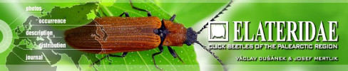 Cover of ELATERIDAE: Click Beetles of the Palaearctic Region