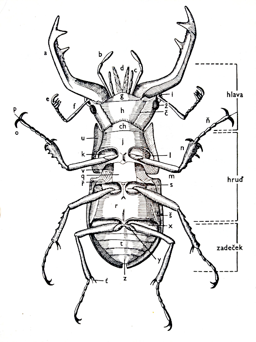 Morfologie: břišní pohled