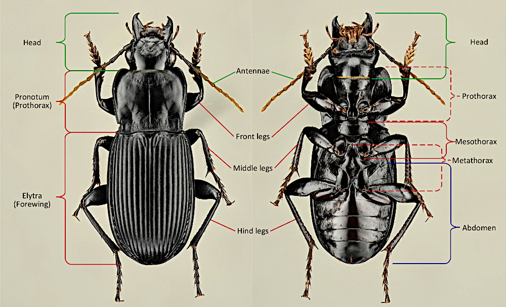 Morfologie: celkový pohled