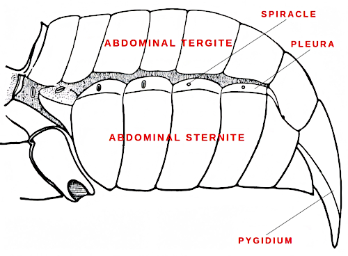 Dýchací otvory na boku těla