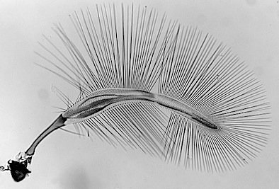 Křídla čeledi Ptiliidae