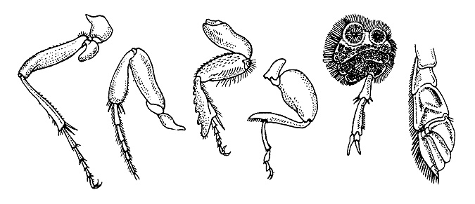 Přehled základních typů nohou brouků