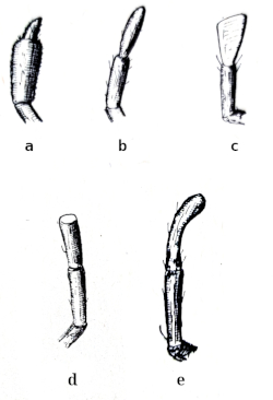 Různé typy posledního makadlového článku