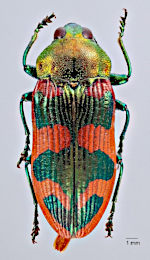 Ukázka pigmentárního zbarvení