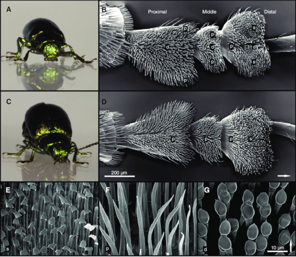 Ukázka různých tvarů setae