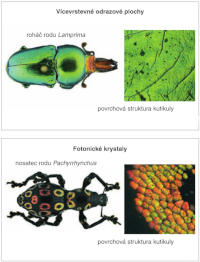 Ukázka strukturálního zbarvení