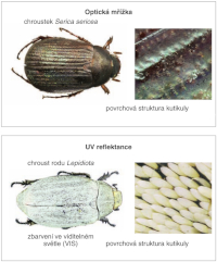Ukázka strukturálního zbarvení
