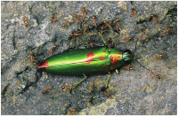 Ukázka strukturálního zbarvení