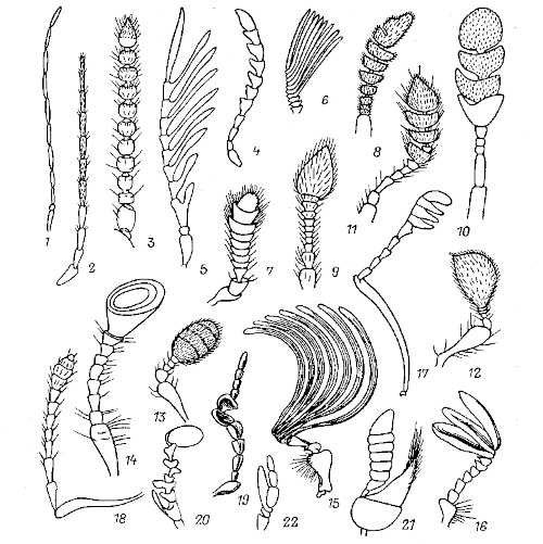 Různé varianty tykadel řádu Coleoptera