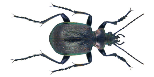 Calosoma (Calosoma) inquisitor inquisitor (Linaeus, 1758) Calosoma (Calosoma) inquisitor inquisitor (Linaeus, 1758)