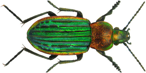 Carabus (Hemicarabus) nitens (Linaeus, 1758)