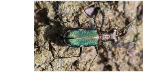 Cylindera (Cylindera) germanica germanica (Linaeus, 1758)