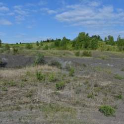 Cylindera (Cylindera) germanica germanica (Linaeus, 1758)