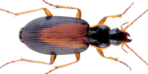 Dolichus halensis (Schaller, 1783) Dolichus halensis (Schaller, 1783)