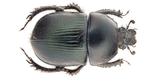 Geotrupes (Geotrupes) stercorarius (Linnaeus, 1758) Geotrupes (Geotrupes) stercorarius (Linnaeus, 1758)