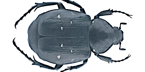 Gnorimus variabilis (Linnaeus, 1758) Gnorimus variabilis (Linnaeus, 1758)
