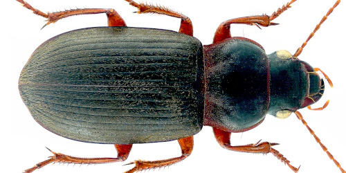Harpalus (Pseudoophonus) rufipes (DeGeer, 1774)