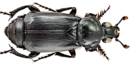 Nicrophorus (Nicrophorus) humator (Gleditsch, 1767) Nicrophorus (Nicrophorus) humator (Gleditsch, 1767)