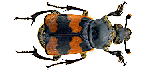 Nicrophorus (Nicrophorus) vespillo (Linnaeus, 1758)