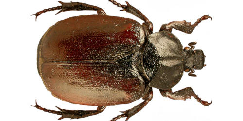 Osmoderma barnabita (Motschulsky, 1845)