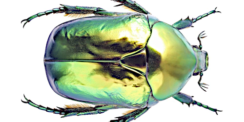 Protaetia (Cetonischema) speciosissima (Scopoli, 1786)