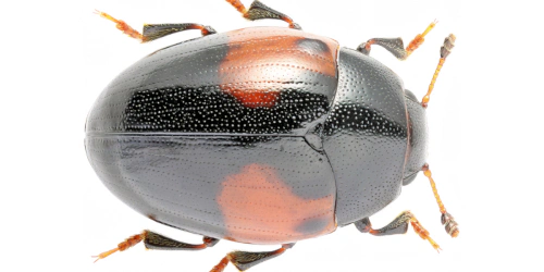 Tritoma (Tritoma) bipustulata (Fabricius, 1775)