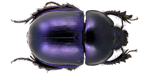 Trypocopris (Trypocopris) vernalis vernalis (Linnaeus, 1758)