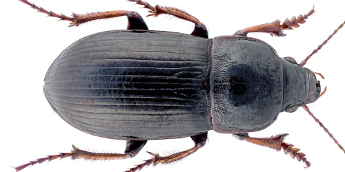 Zabrus (Zabrus) tenebrioides tenebrioides (Goeze, 1777) Zabrus (Zabrus) tenebrioides tenebrioides (Goeze, 1777)