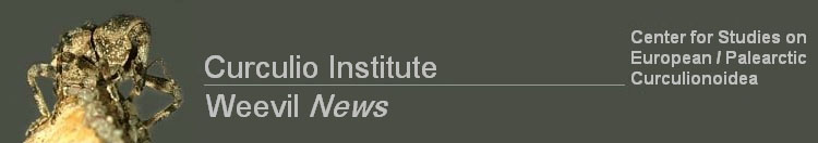 Curculio-Institut / Weevil News: Center for Studies on European/Palearctic Curculionoidea