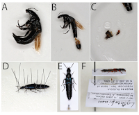 Preparace kopulačních orgánů